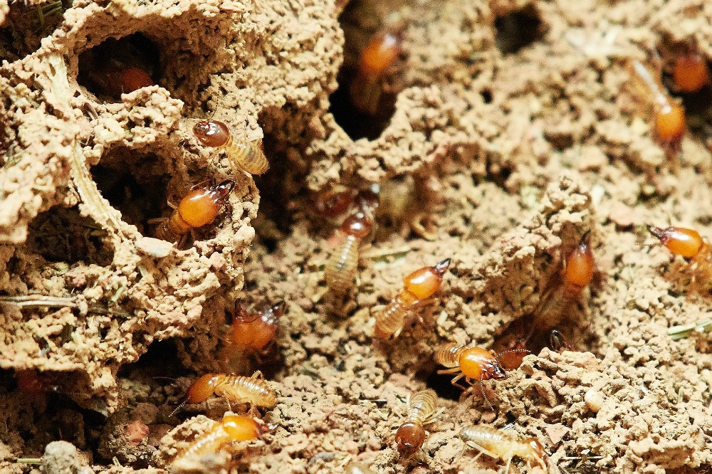 lutter contre les termites