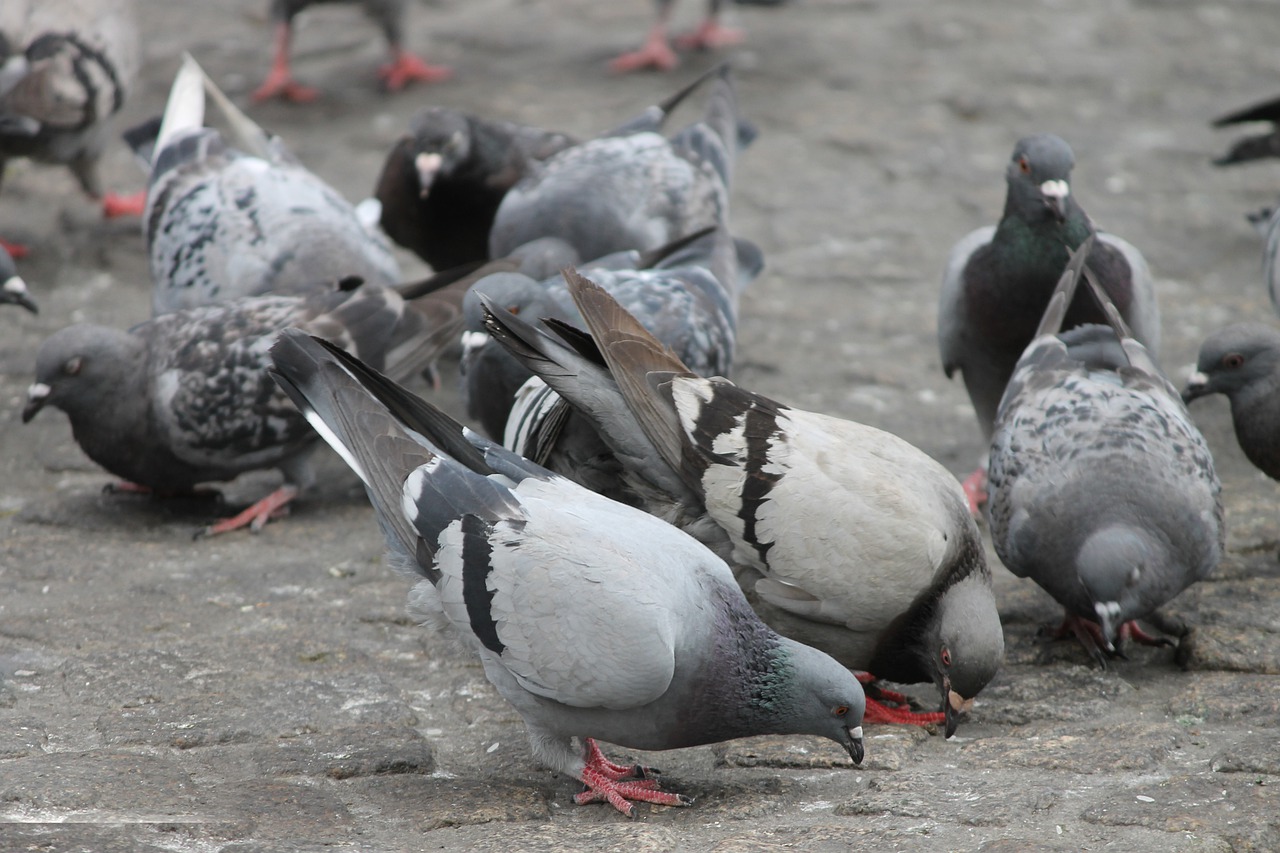 anti pigeons depigeonnage