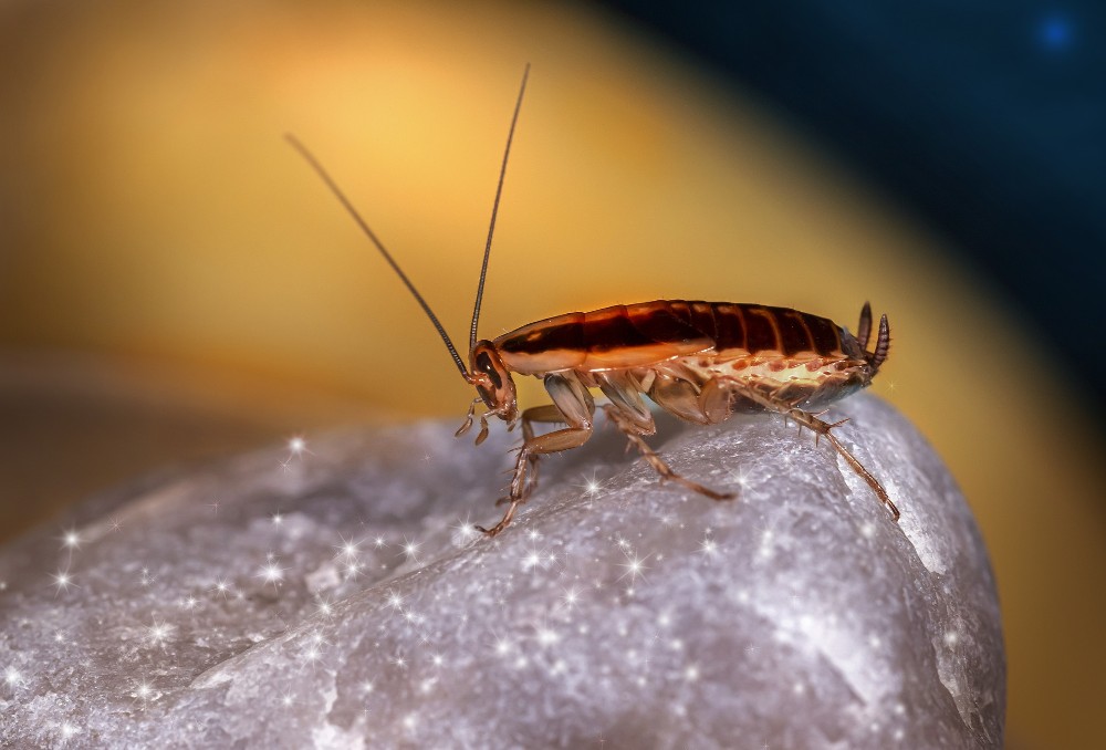 Blattes germaniques, comment lutter efficacement contre ses insectes