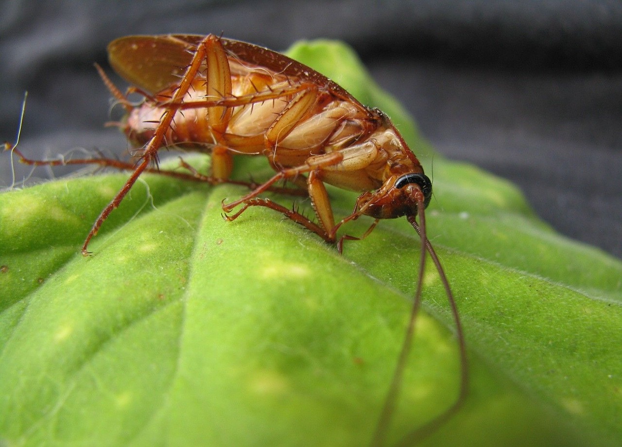 Comment se débarrasser des blattes avec des produits naturels