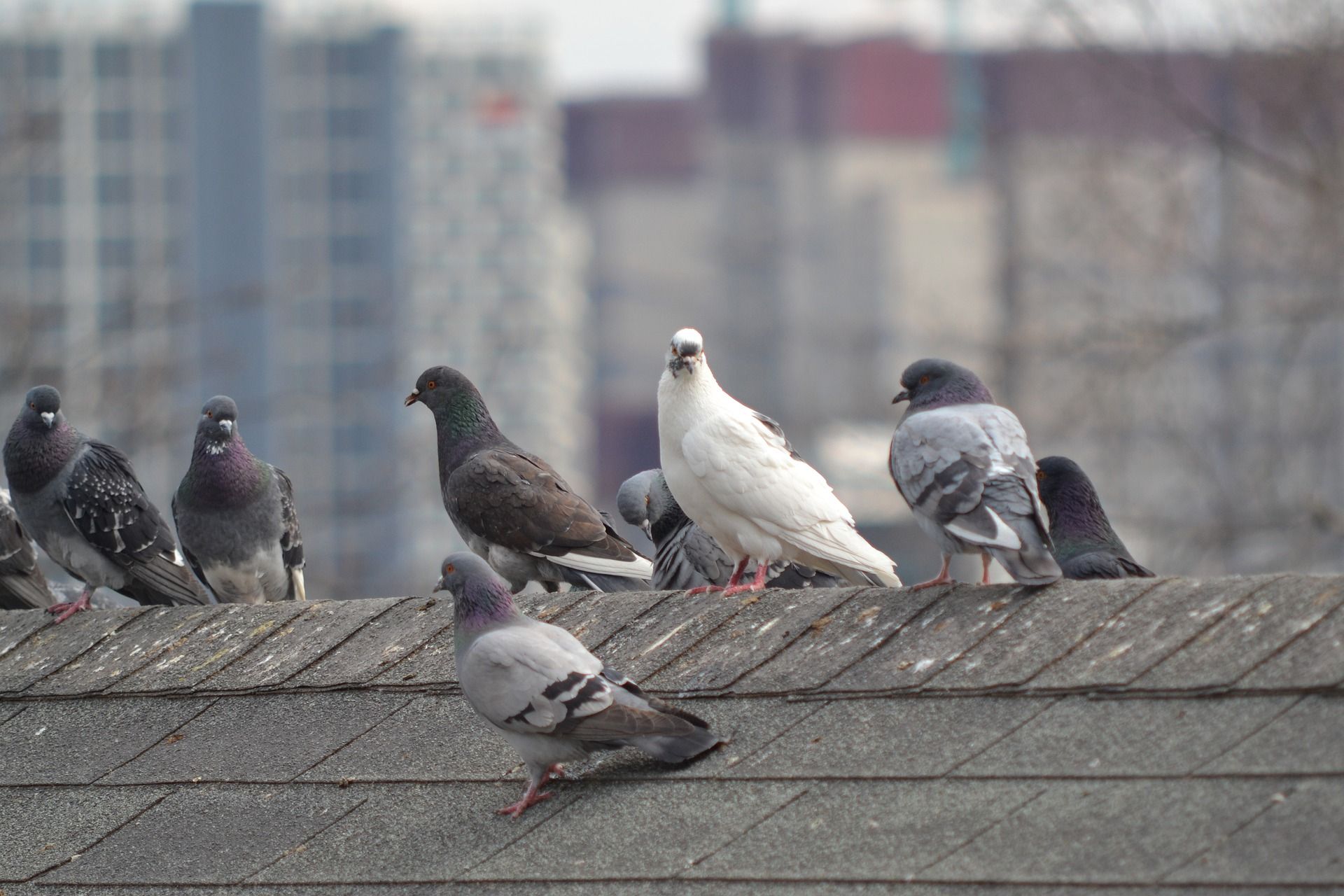 Les astuces pour faire fuir les pigeons naturellement