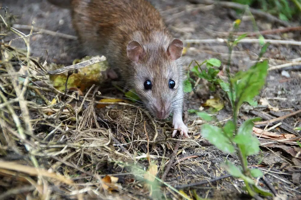 canicule et rats canicule et rats