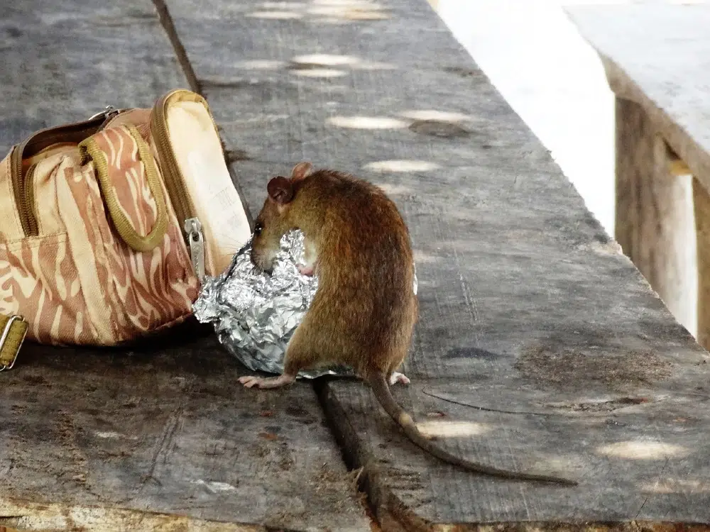 Comment les fortes chaleurs favorisent l’invasion de rats et souris ?